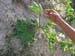 Lady Finger planting 24